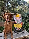 Dog sitting beside a bag of pet food on a wooden bench outdoors