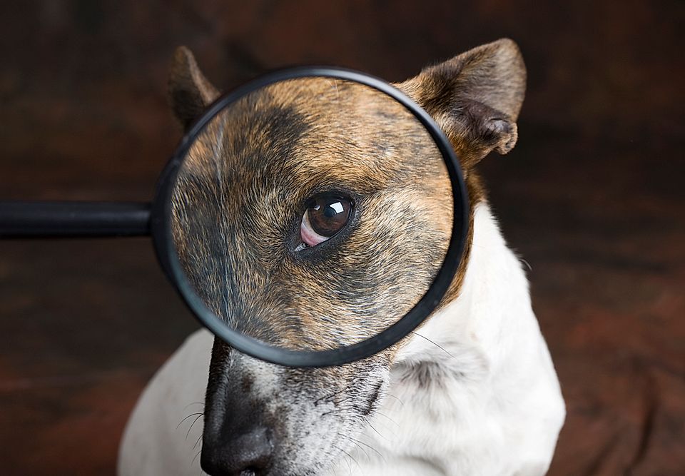 Close-up of a dog’s face viewed through a magnifying glass