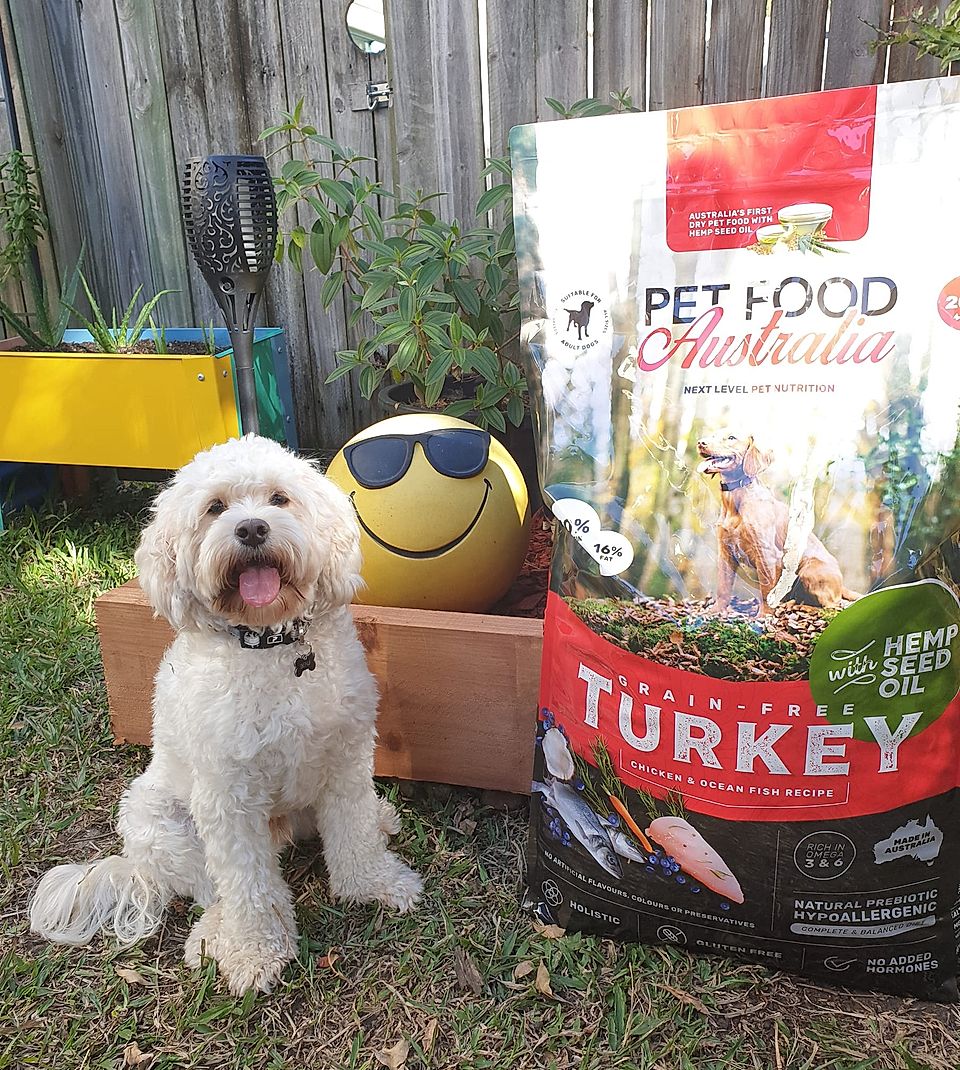 White dog sitting beside a large pet food bag in a backyard