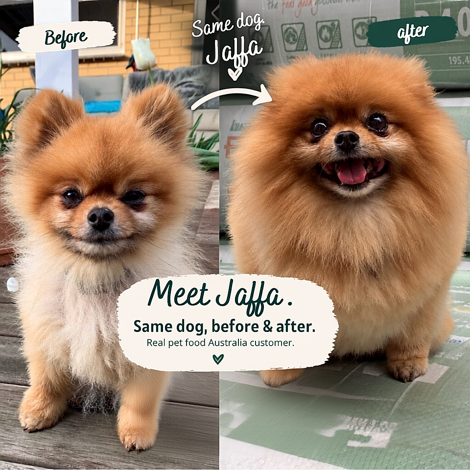 Before-and-after photo of a fluffy Pomeranian dog named Jaffa