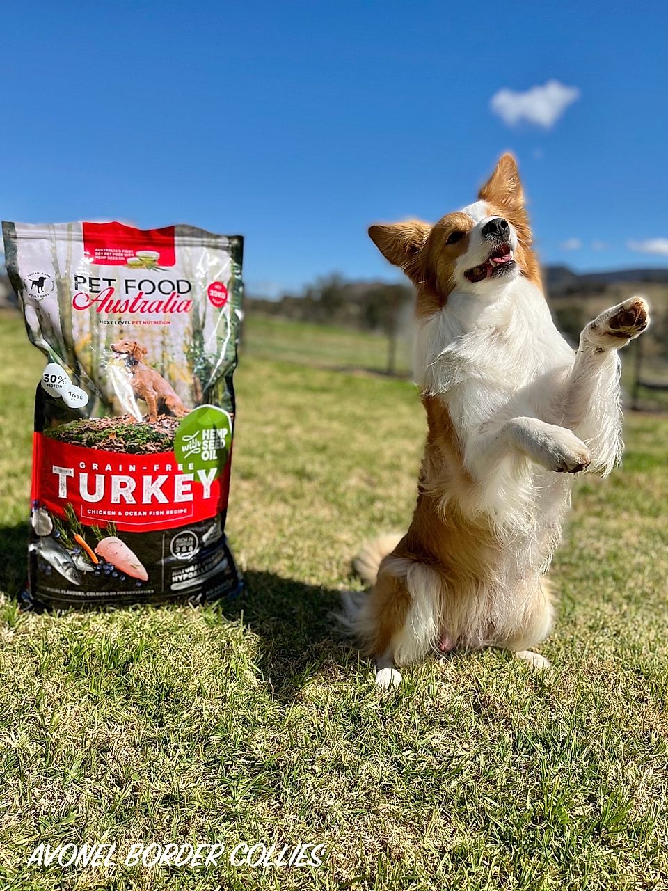 Dog posing beside a pet food bag on grass under a blue sky